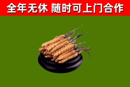 叶城烟酒回收冬虫夏草.jpg