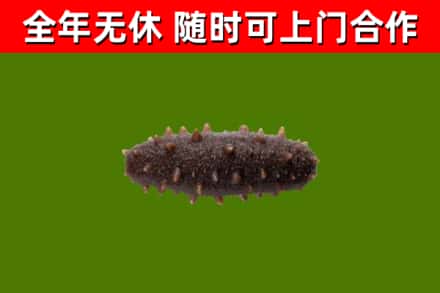 叶城烟酒回收干海参.jpg